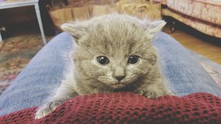 Why do cats knead? Grey kitten kneading persons jumper and looking at camera