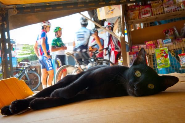 A cat in Thailand
