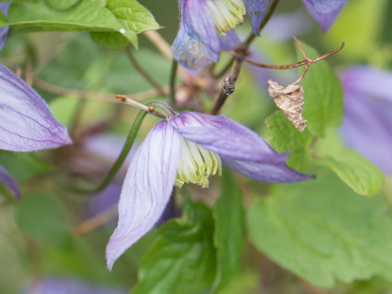 Purple Flowered Vines