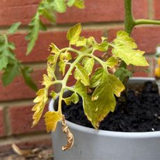 Yellow leaves on tomato plant, which is growing in a grey pot against a brick garden wall
