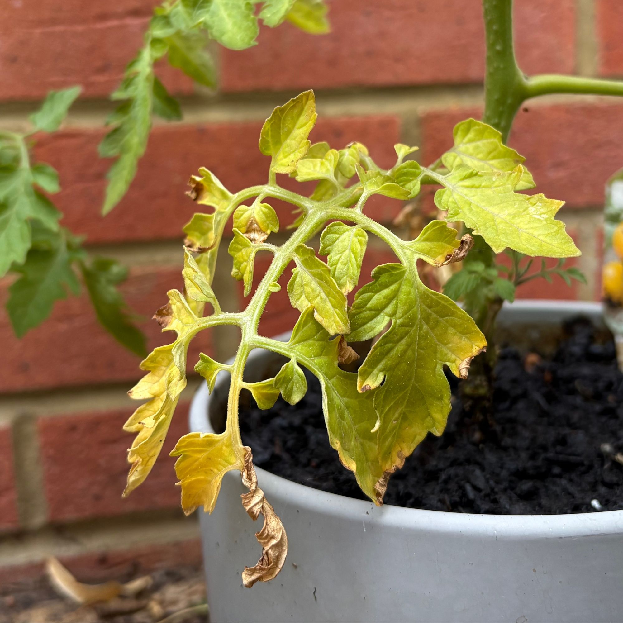 Yellow leaves on tomato plant, which is growing in a grey pot against a brick garden wall