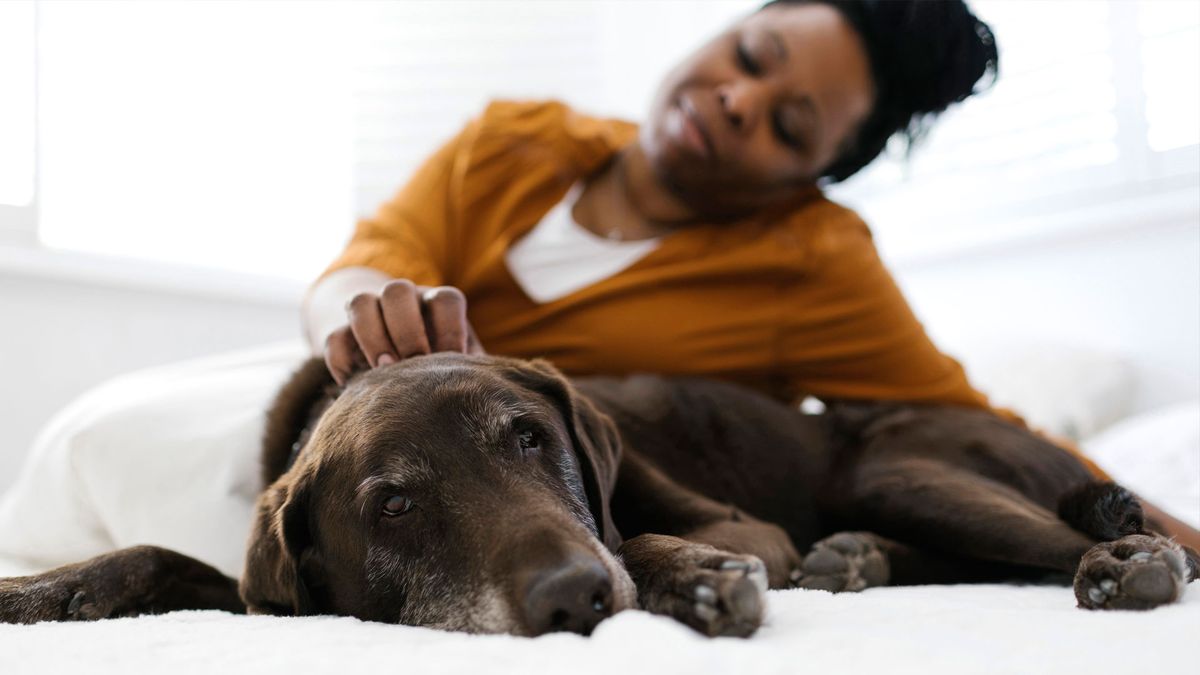 Woman stroking laying dog