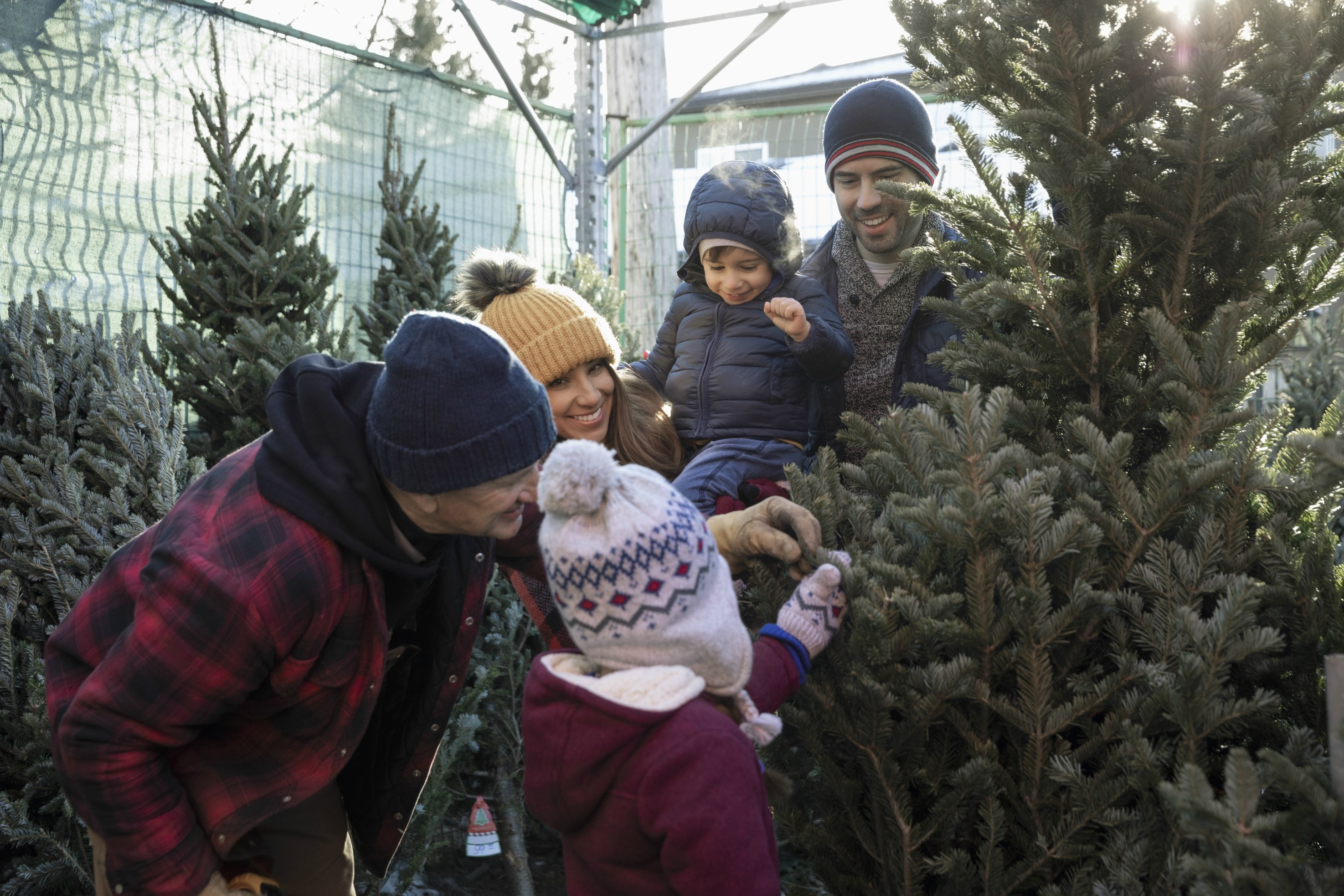 Best Christmas tree farm locations in the UK ahead of Christmas GoodTo