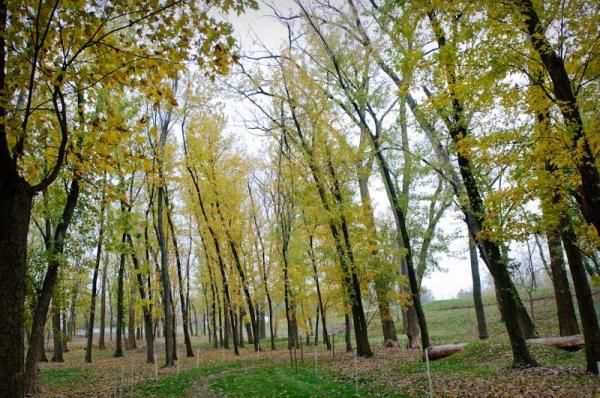 Beautiful fall foliage in Eva Bandman Park.