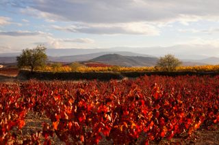 Vineyard at Elciego, Elciego, La Rioja Alavesa, Basque Country, Spain