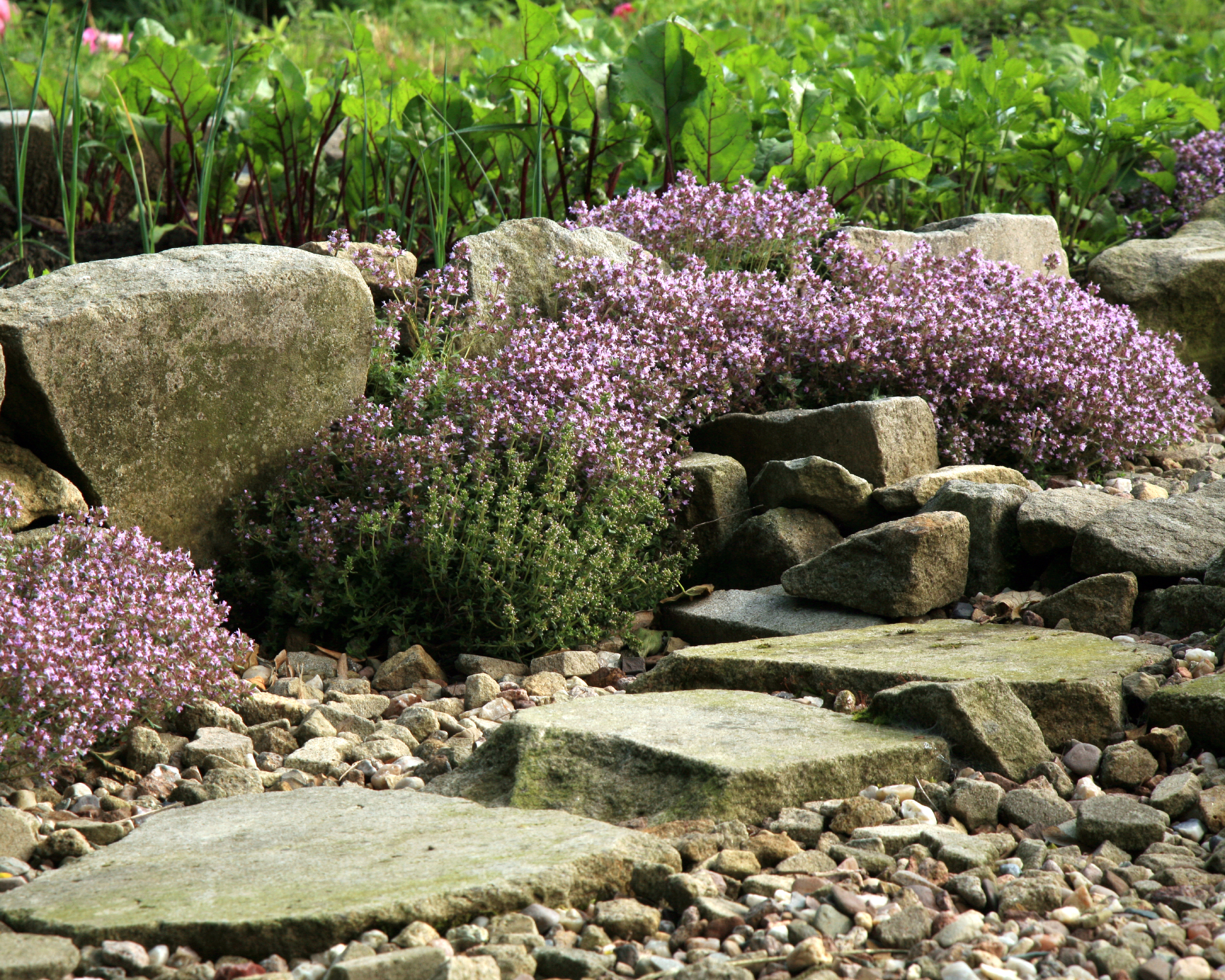 Creeping thyme planted on a border edge alongside a path