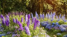 Delphiniums blooming in blue and purple in a garden border