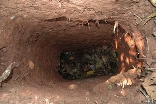 The "Man of the Hole" digs deep holes to trap animals and to hide in; he is thought to be the last survivor of his tribe, whose members were massacred.