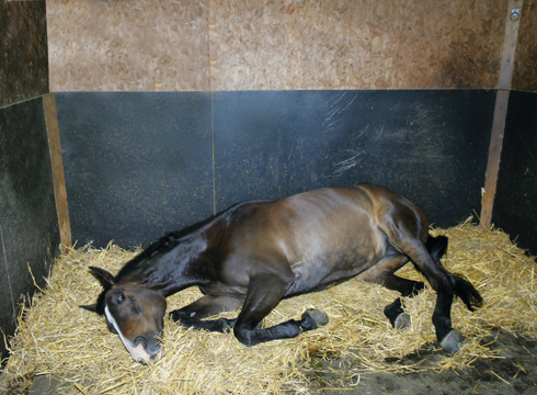 Collapsed horse