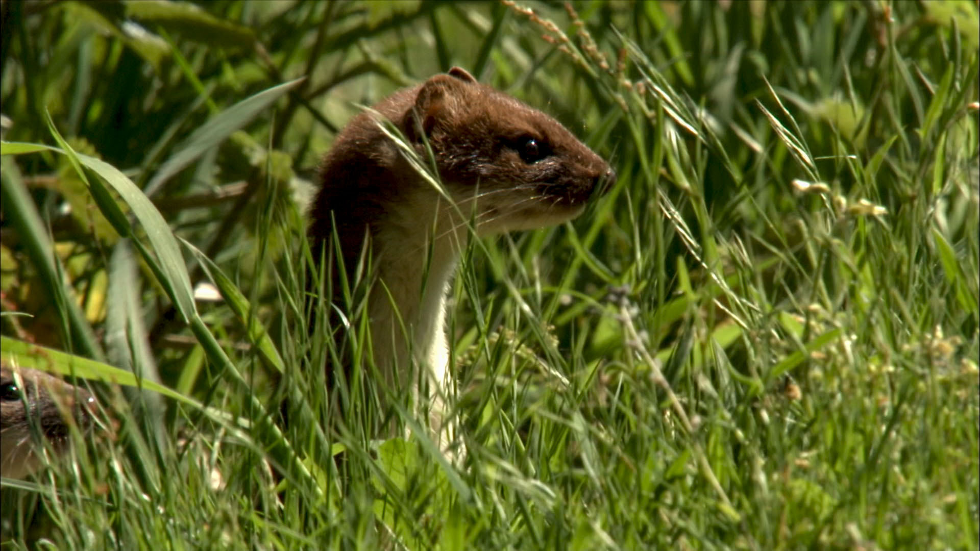 A still from Springwatch 20th Anniversary