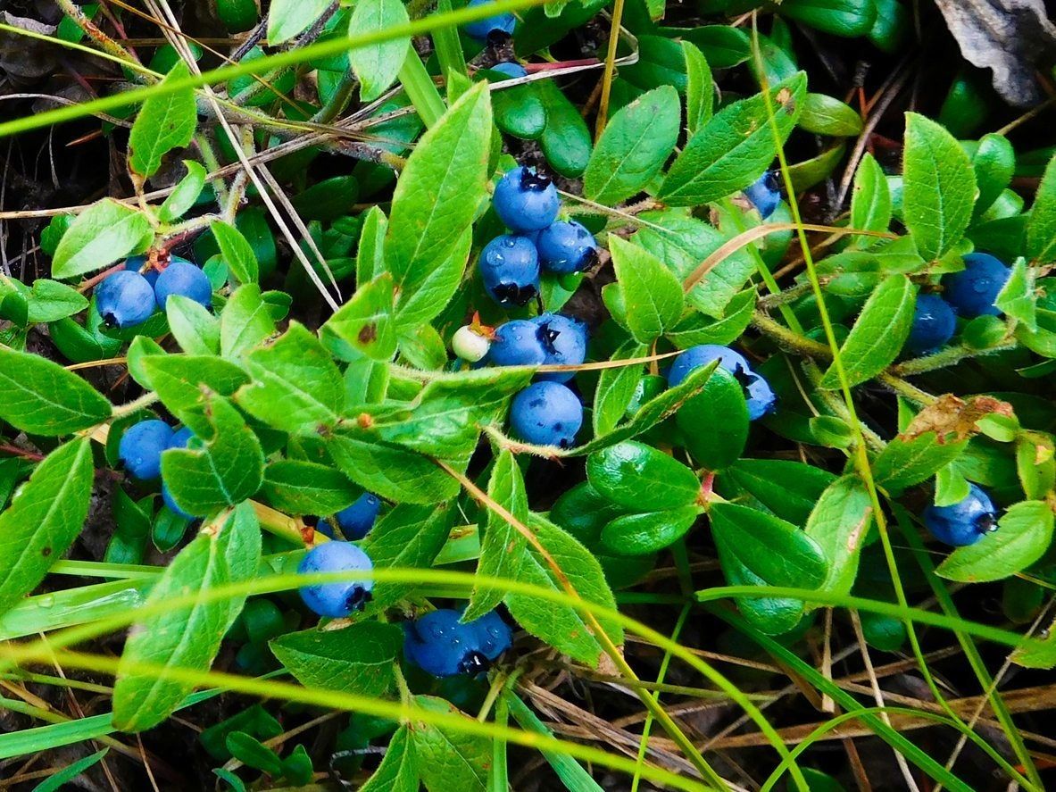 lowbush blueberry