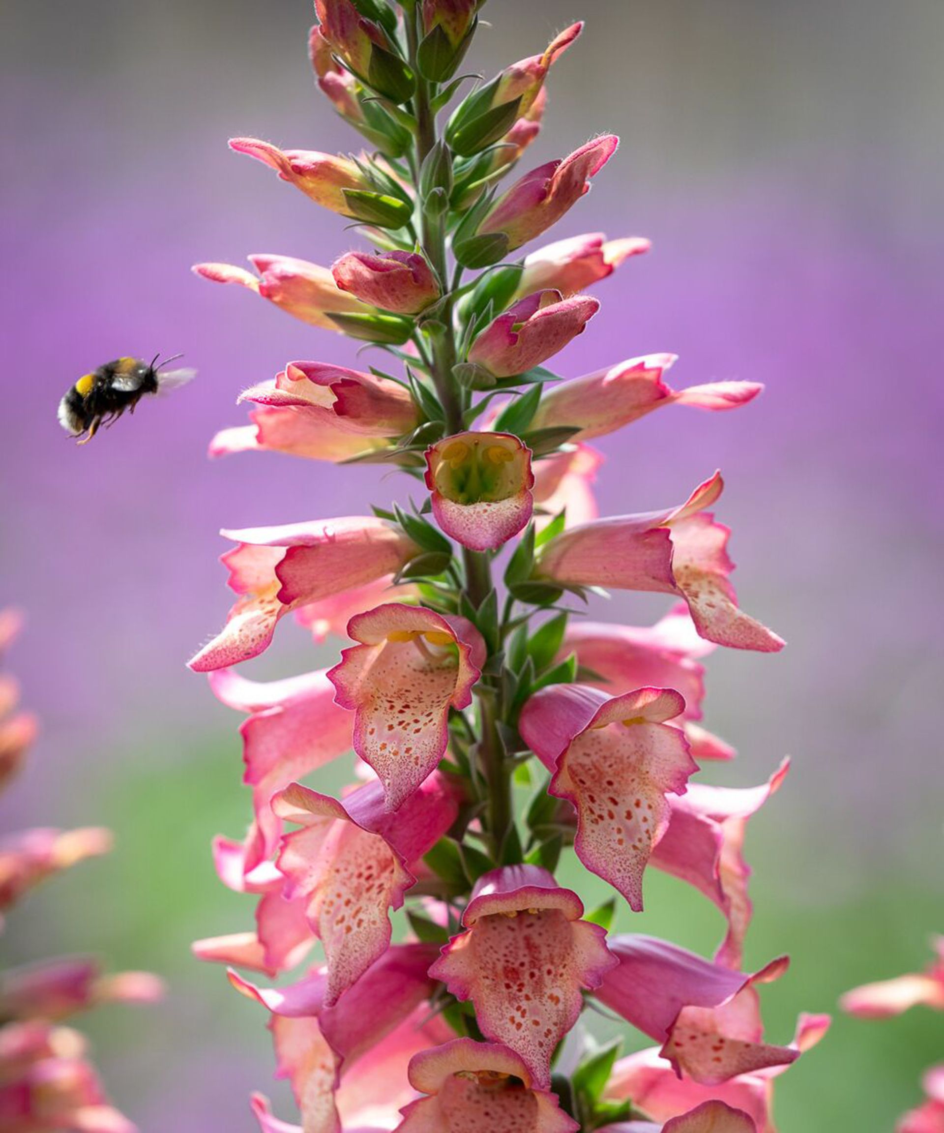 D. × valinii Foxlight Rose Ivory (Foxlight Series)