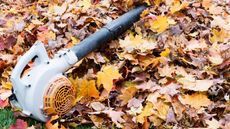 Leaf blower on a bed of leaves