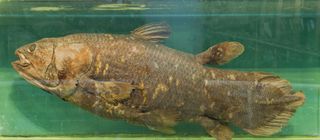 A large brown fish suspended in water