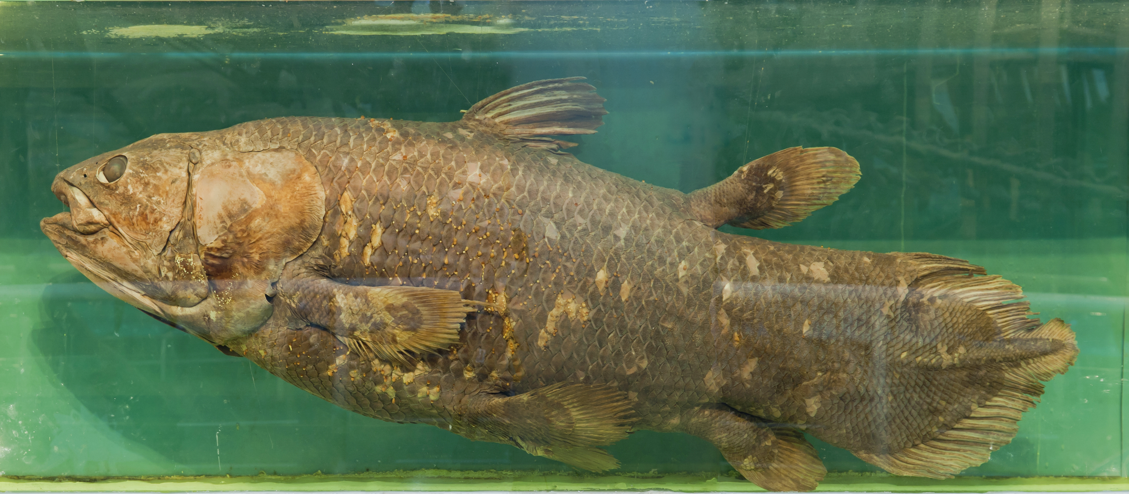 A large brown fish suspended in water