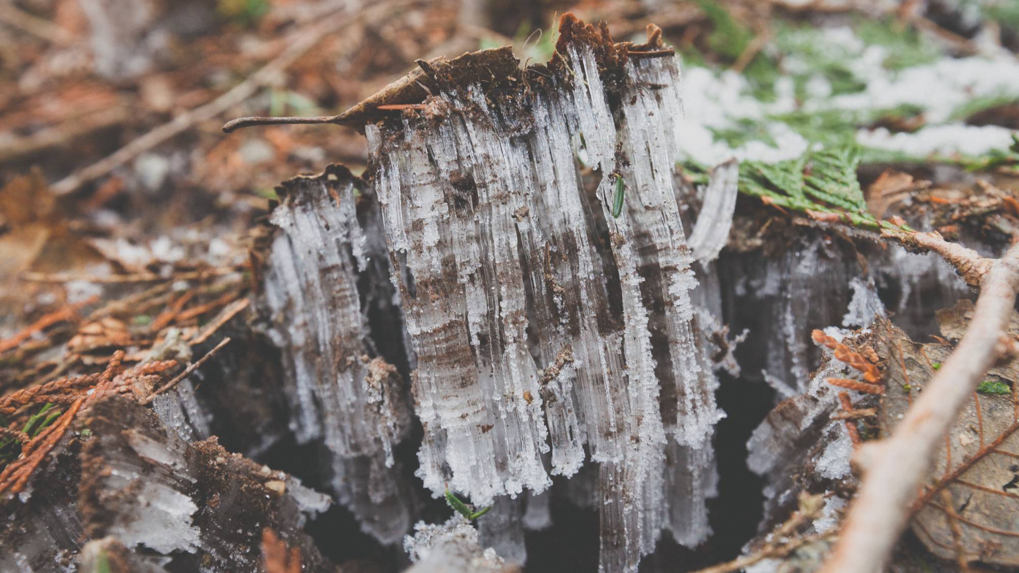 Frost heave in forest