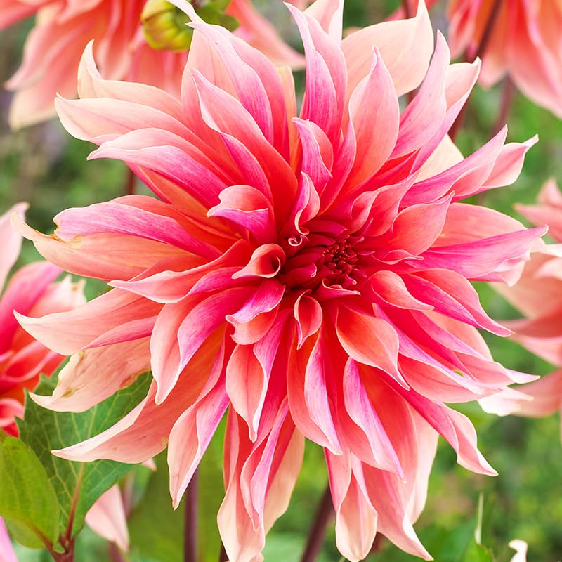 Labyrinth Decorative Dahlia Flower Bulbs - 3 Tubers Per Pack - Deer Resistant - Good as Cut Flowers - Grows Well in Containers - Easy to Grow Live Plants - Outdoor Garden
