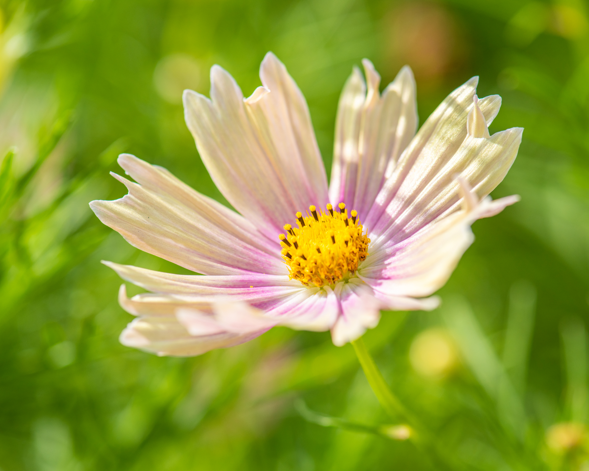 cosmos flowers in beautiful sunlight.