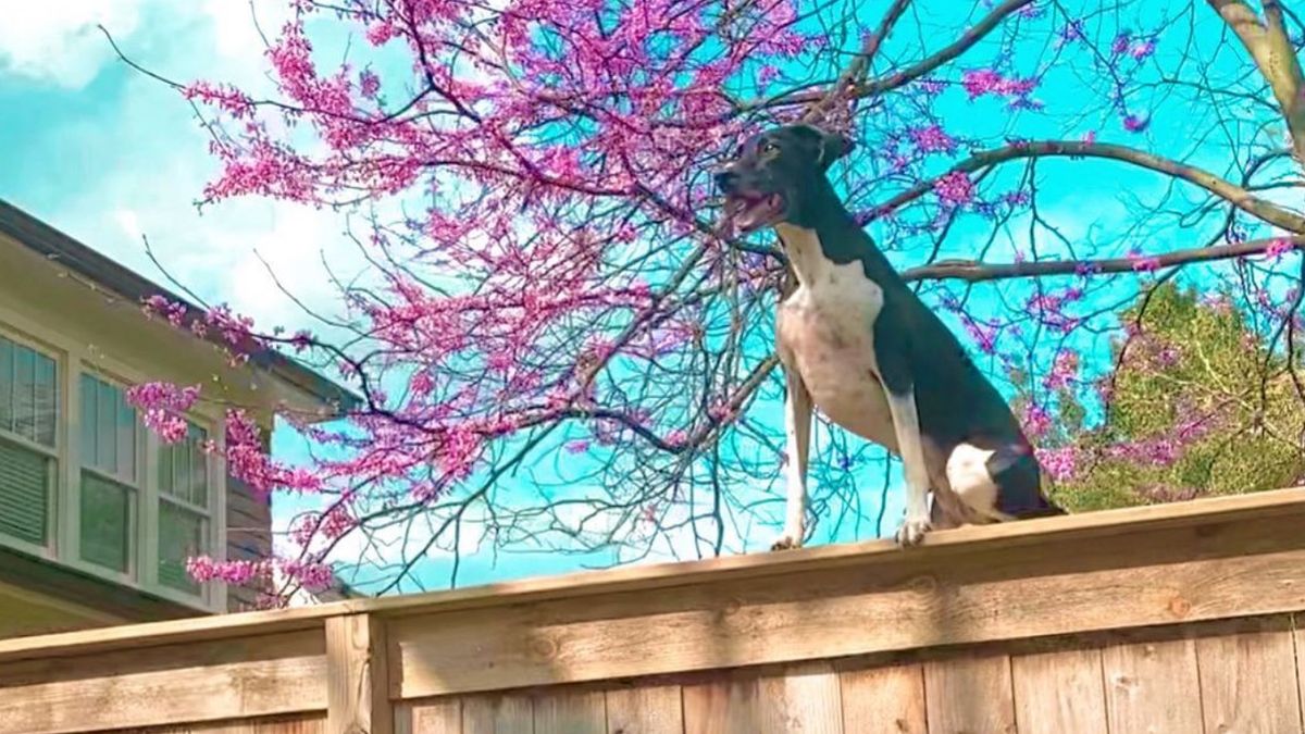 Lexi the jumping dog sitting on top of a fence