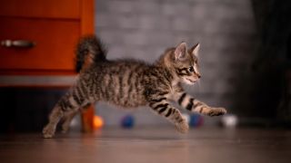 Kitten running