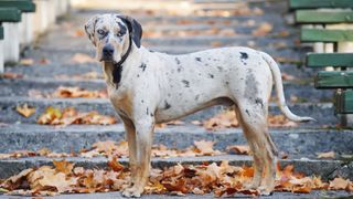 a Catahoula leopard dog stands on stone steps among fallen leaves