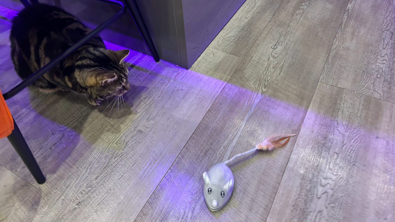 Megan's cat Nala looking at the Petchain Interactive Cat Toy