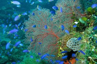 Coral reefs are not only beautiful, they are incredibly diverse ecosystems.