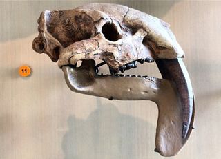 The marsupial relative Thylacosmilus had saber teeth.