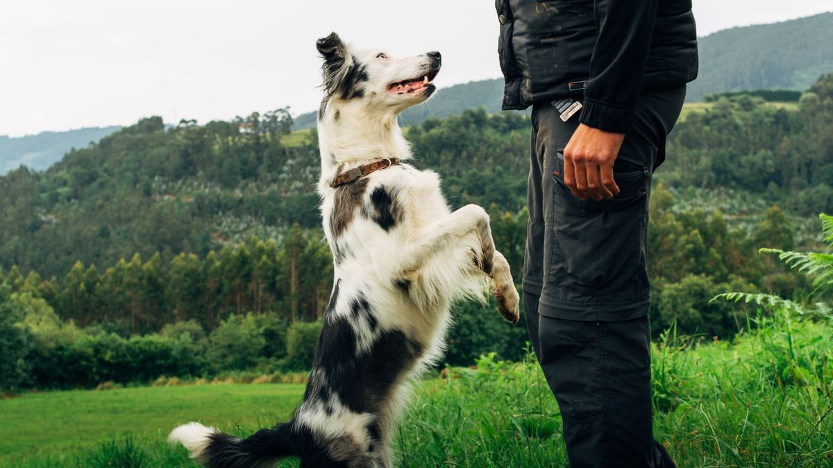 Man training dog outside