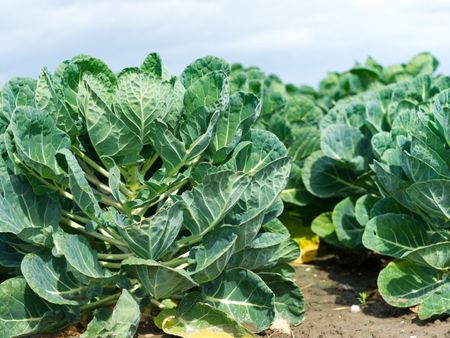 Many brussels sprouts plants growing outdoors