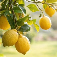 Lemons on tree