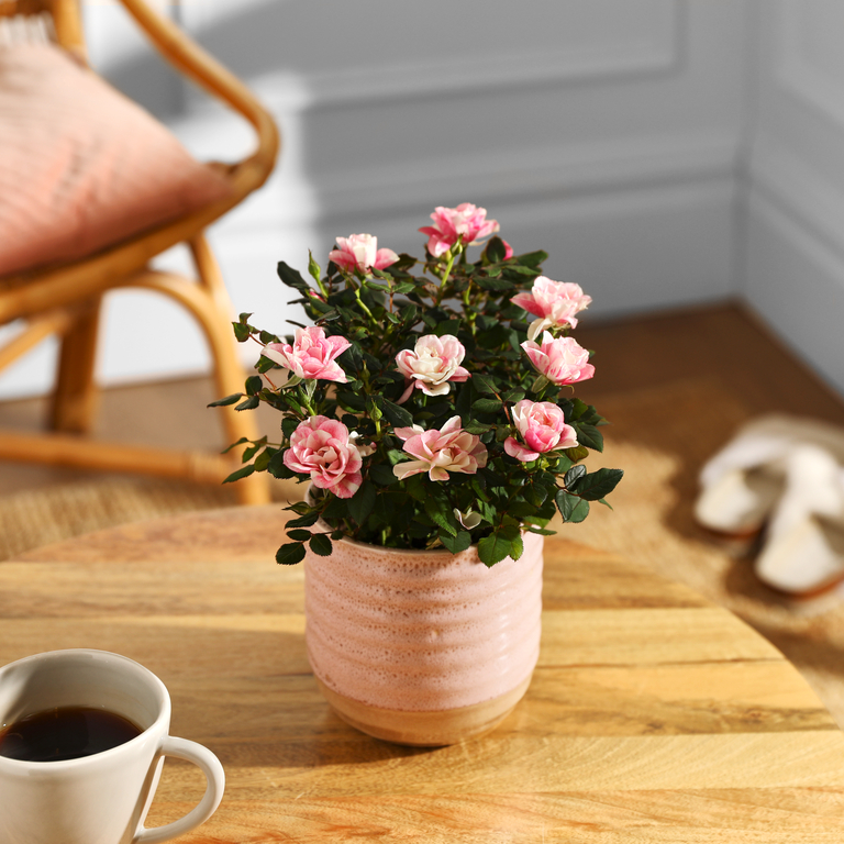 Bloom &amp;amp; Wild - The Pink Marbled Rose in pink plant pot