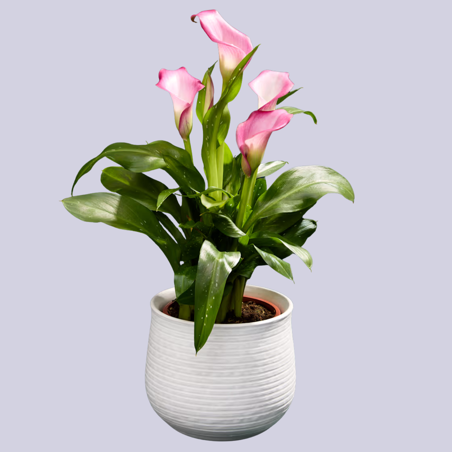 A potted pink calla lily plant