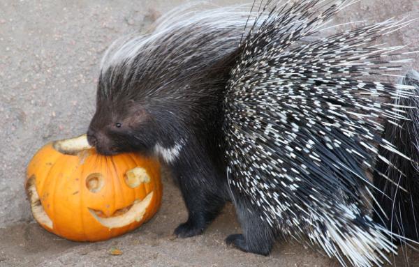 boo-zoo-album-11-porcupine-101028