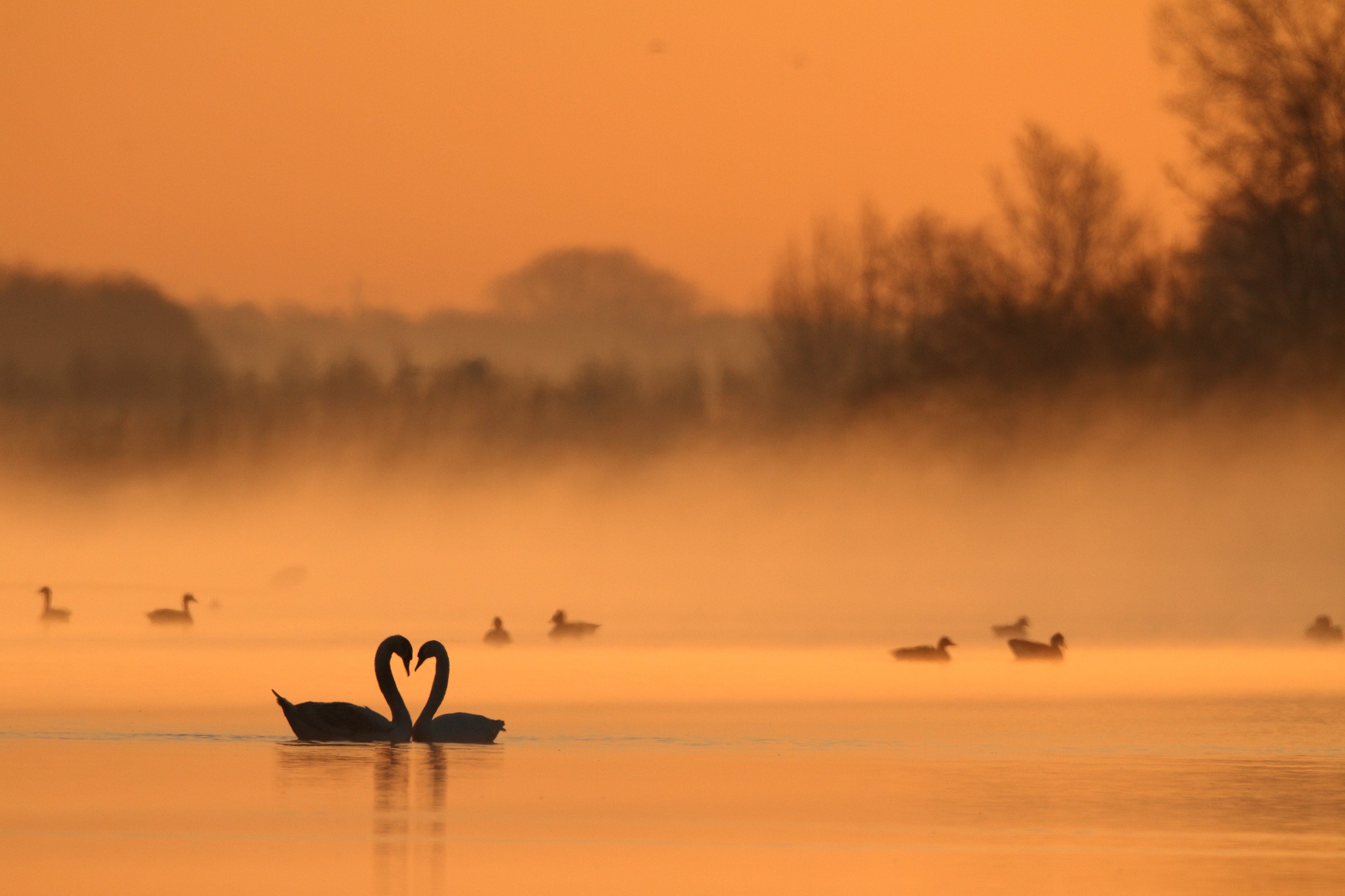 Two mute swans bump heads creating a heart shaped silhouette