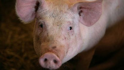 Police lured rogue pig back to farm using snacks from KFC