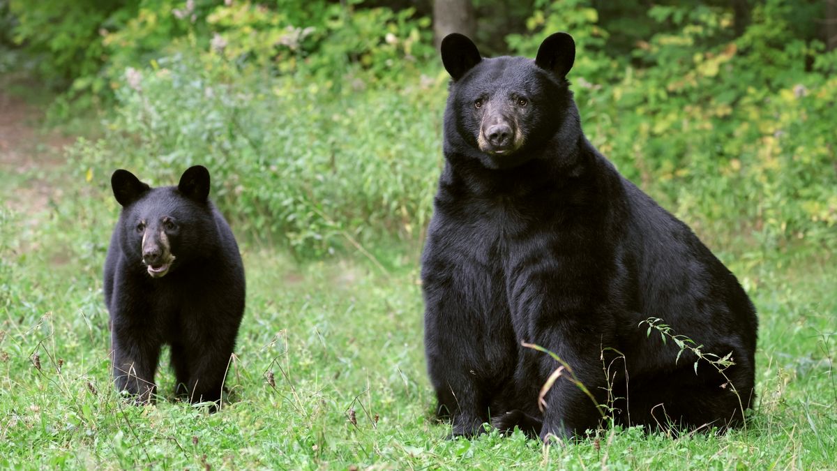 Black bear and cub sitting on grass