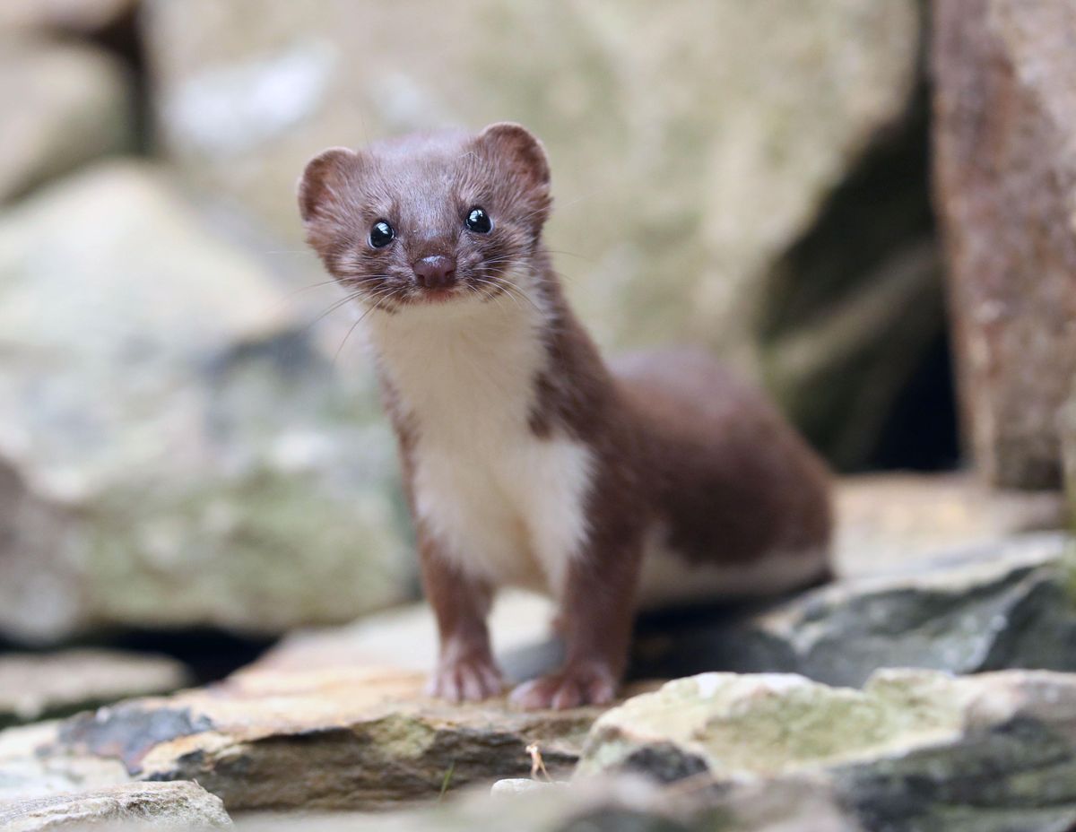 Weasels: Feisty and Fearless