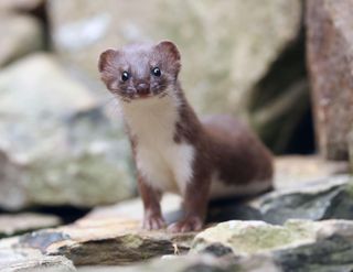 Weasels: Feisty and Fearless