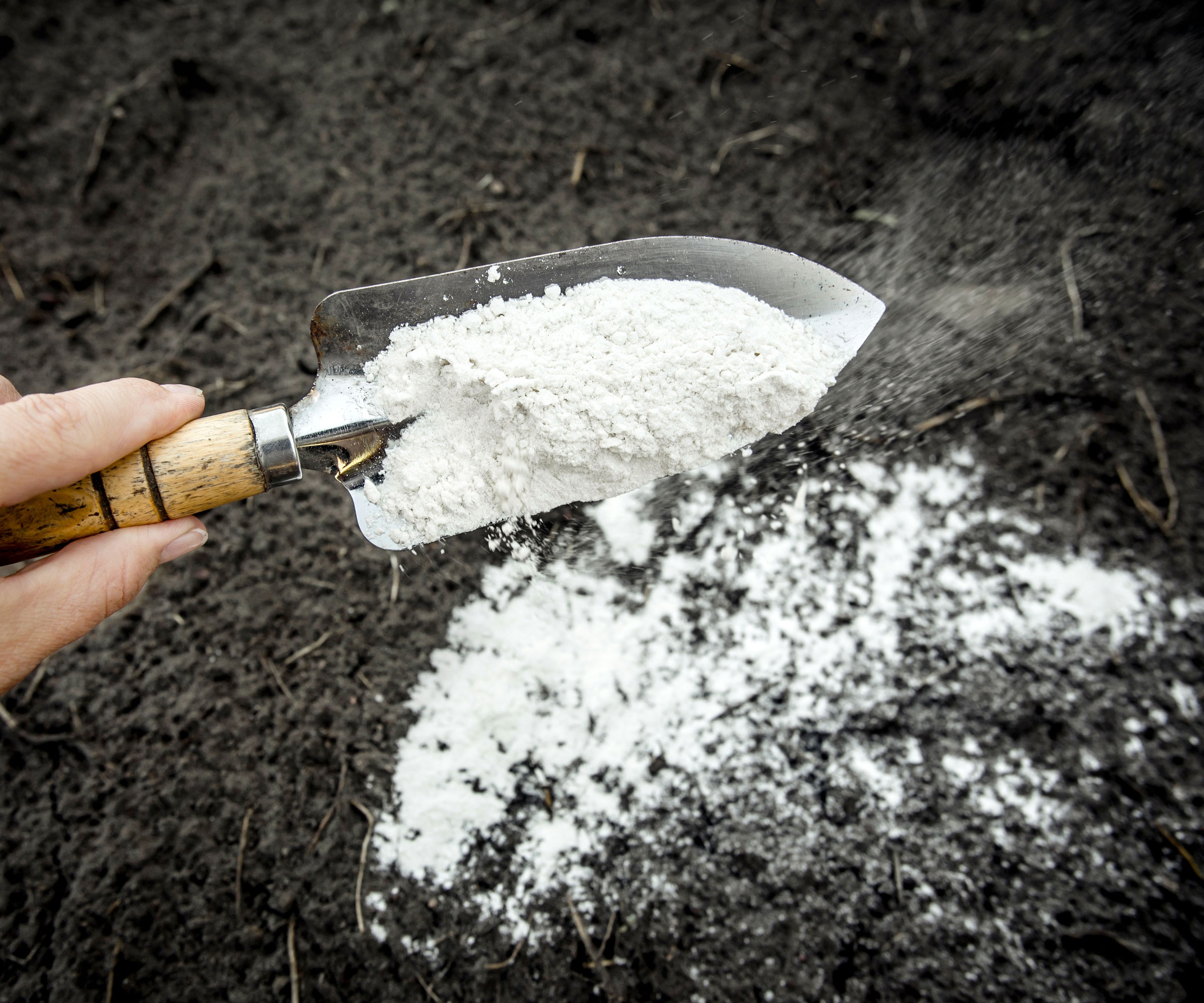 addling lime powder to soil with trowel