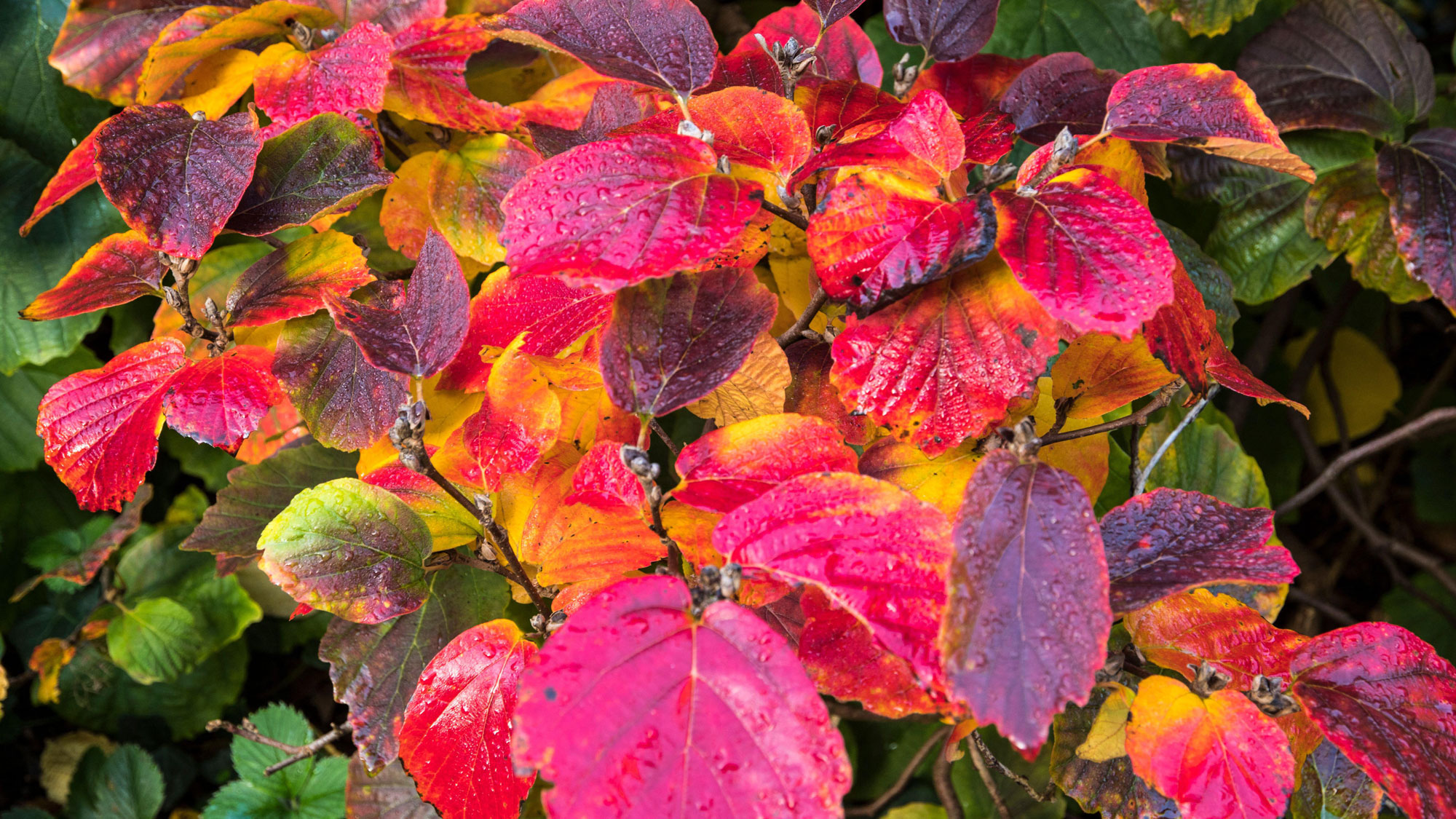 fothergilla shrub with red leaves