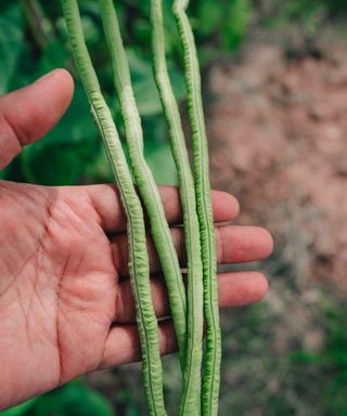 Yardlong beans in a hand