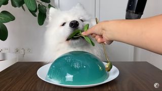 Samoyed dog Maya tries Mint Jelly from Genshin Impact