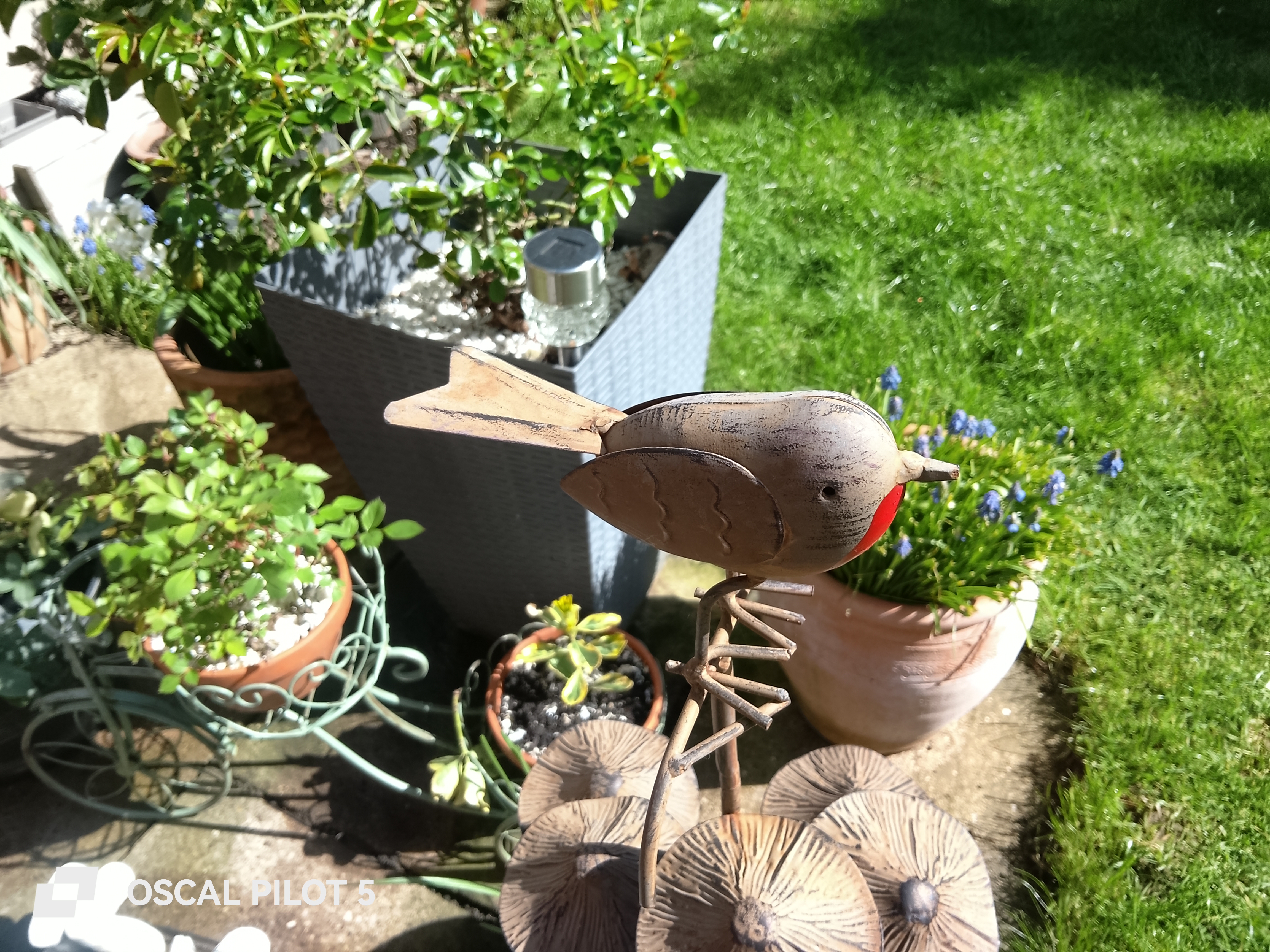 Oscal Pilot 5 Example Photos