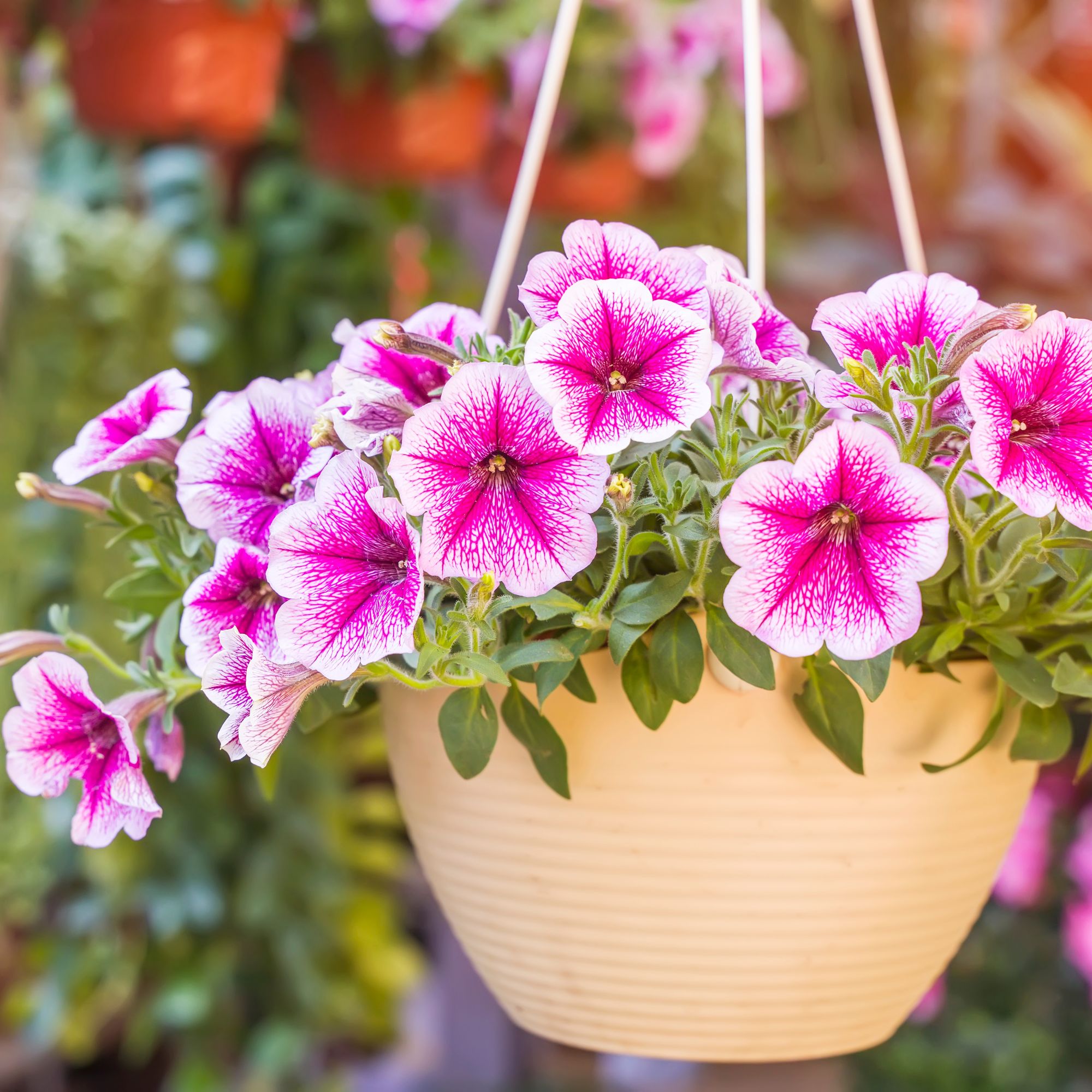 trailing petunias in a hanging basket