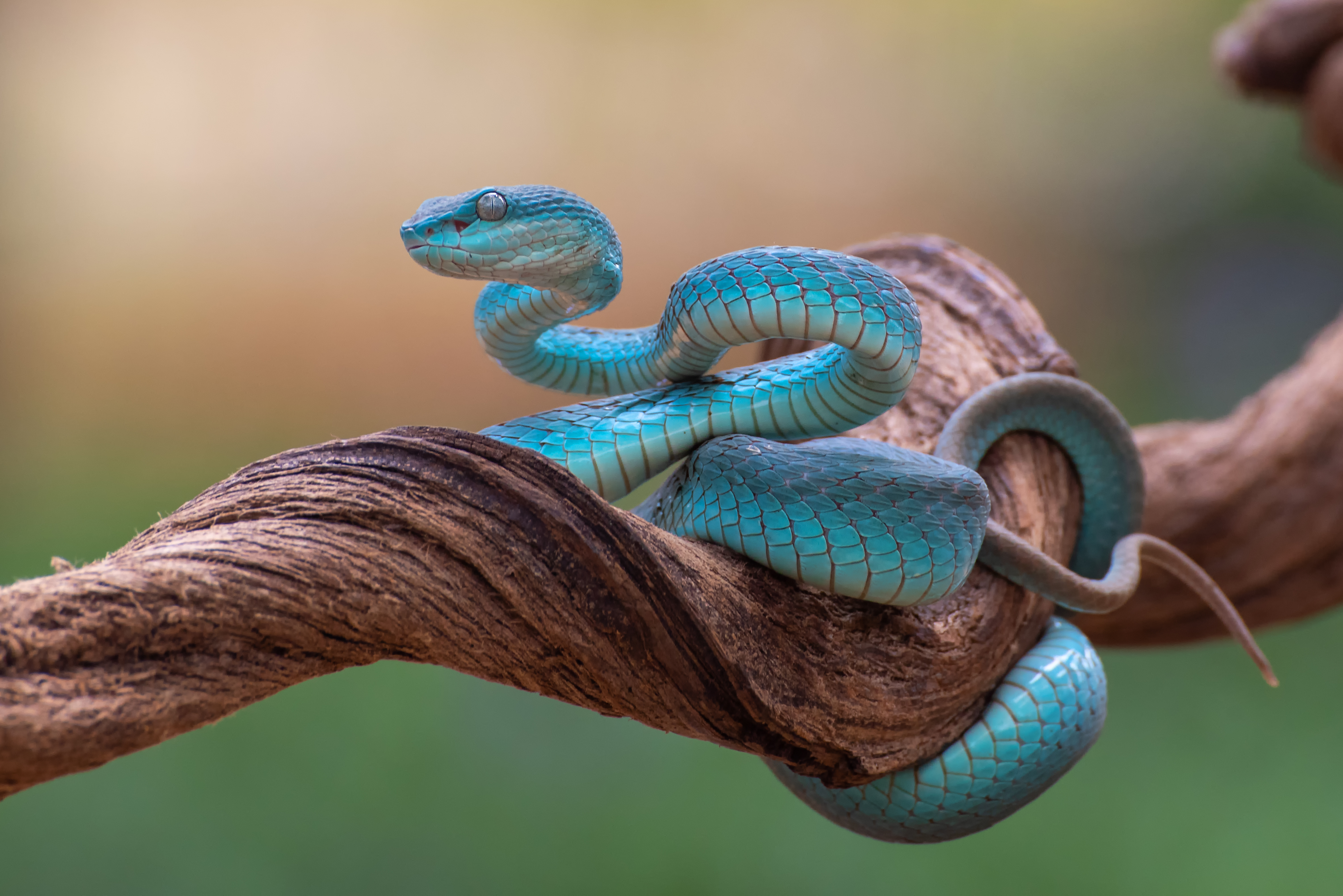 A Sunda Island pit viper, the blue snake that inspired Gary De'Snake in Zootopia 2