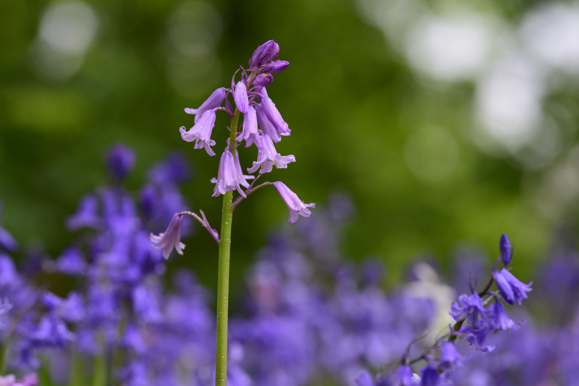 Nikon Z 70-200mm f/2.8 VR S II image gallery: closeup of bluebells in front of dappled light