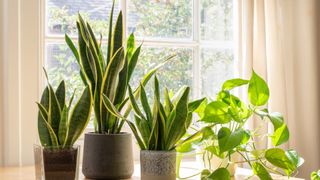 Snake plants on a windowsill with sun coming in
