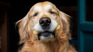 Are dog treats healthy?