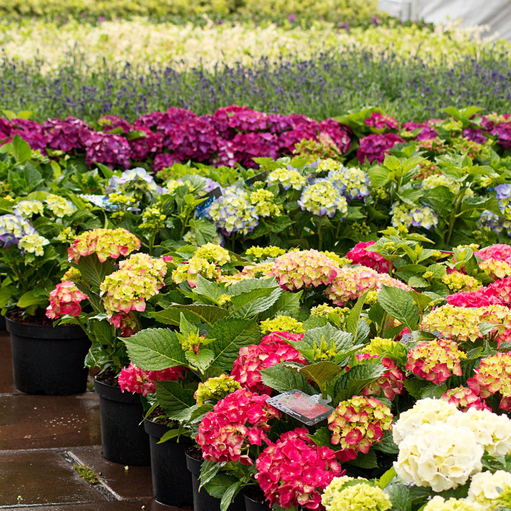 garden centre with rows of hydrangeas